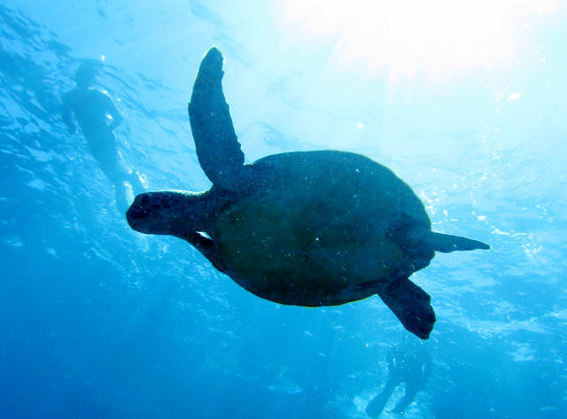 Kerama islands snorkeling