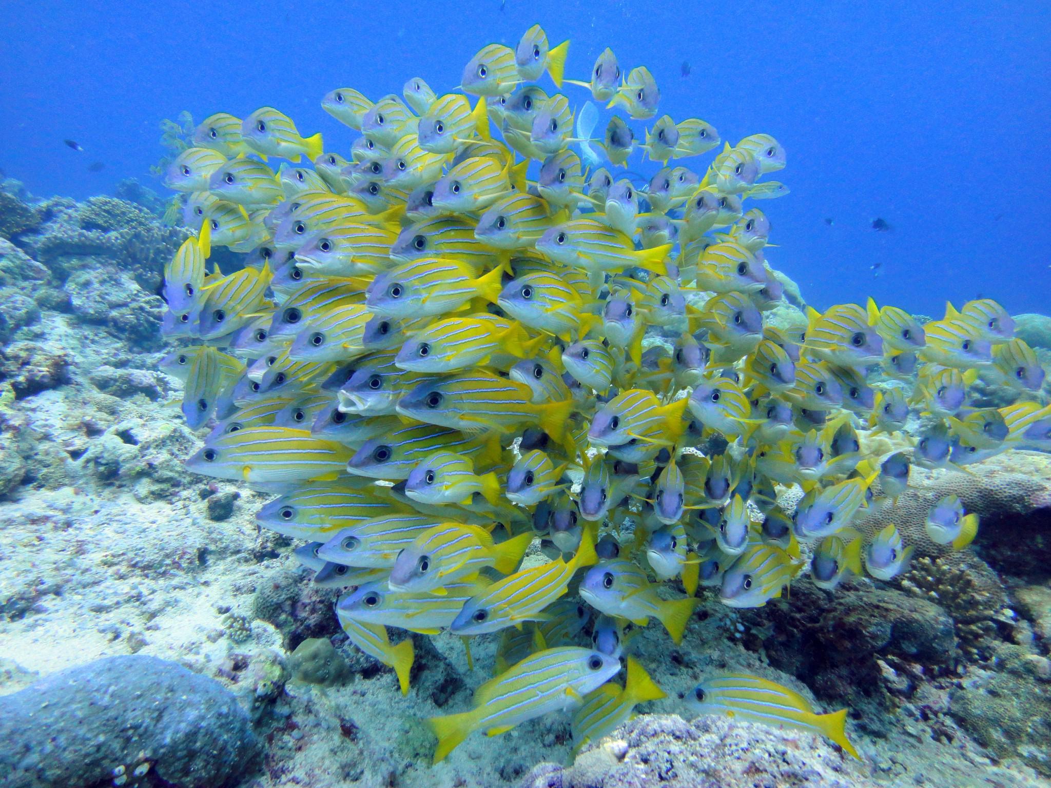 Kerama islands snorkeling